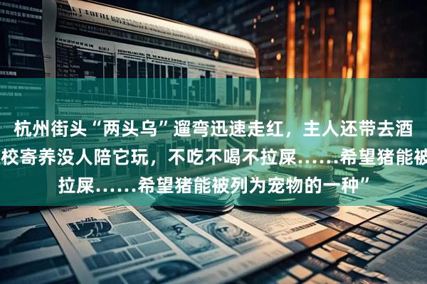 杭州街头“两头乌”遛弯迅速走红，主人还带去酒吧，“以前送去学校寄养没人陪它玩，不吃不喝不拉屎……希望猪能被列为宠物的一种”